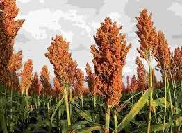 Finger Millet (Ragi)
