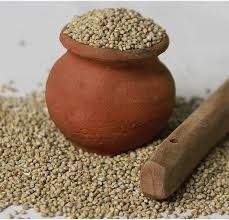 Pearl Millet (Bajra)