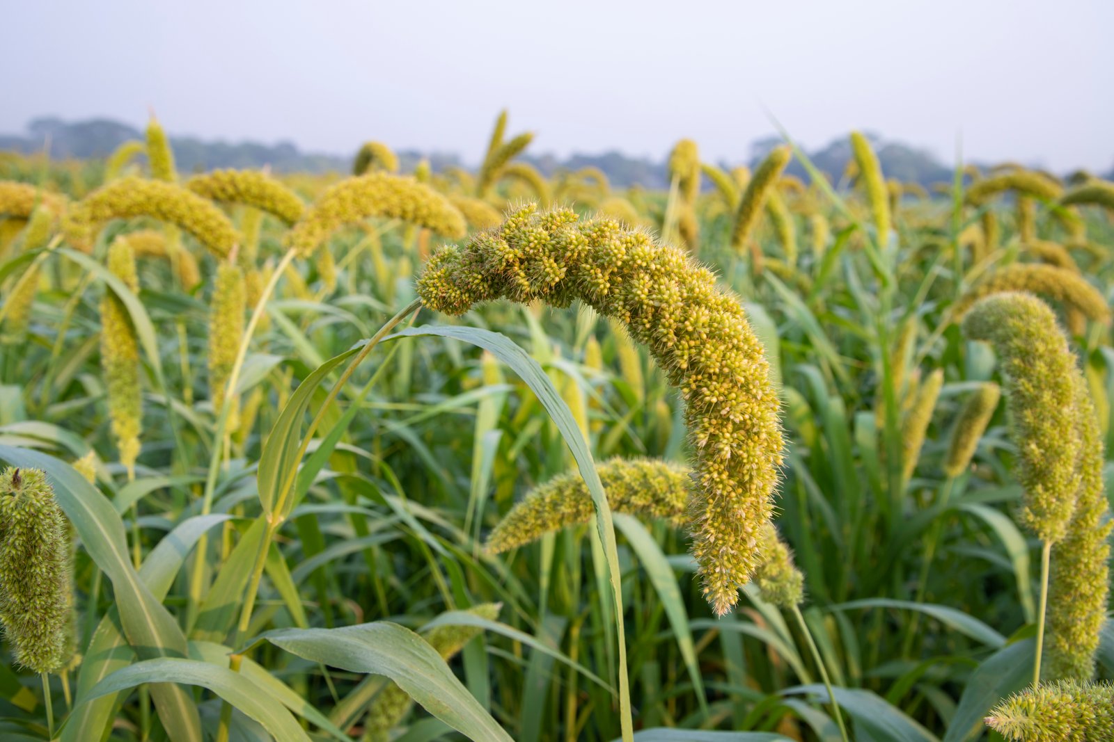 Proso Millet (Chena)