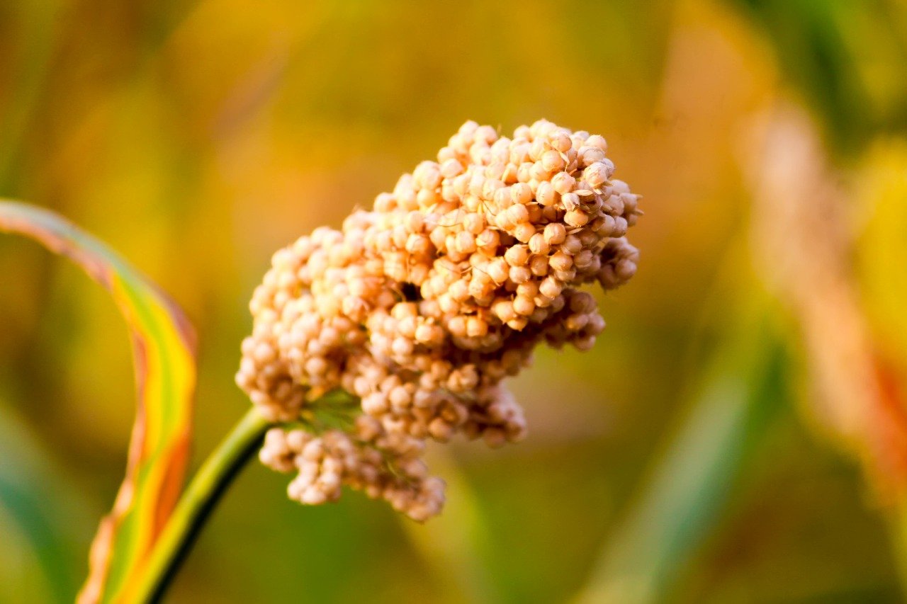 Sorghum (Jowar)