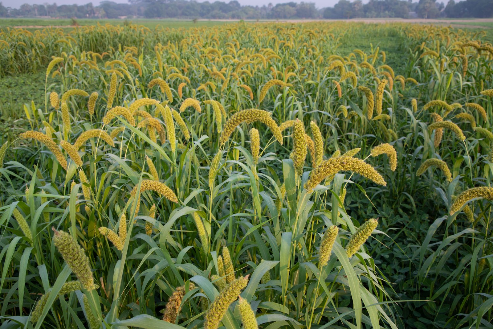 Pearl Millet