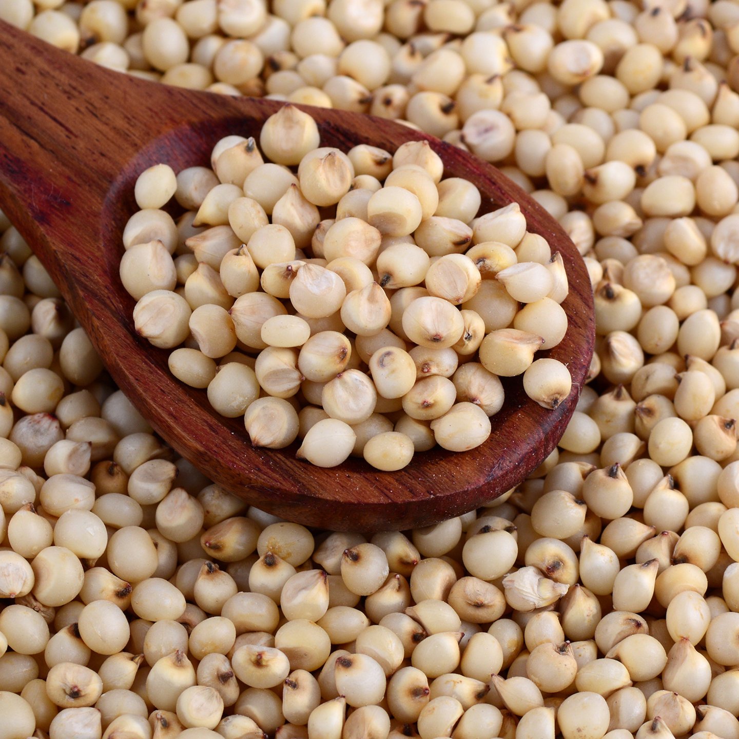 Pearl Millet